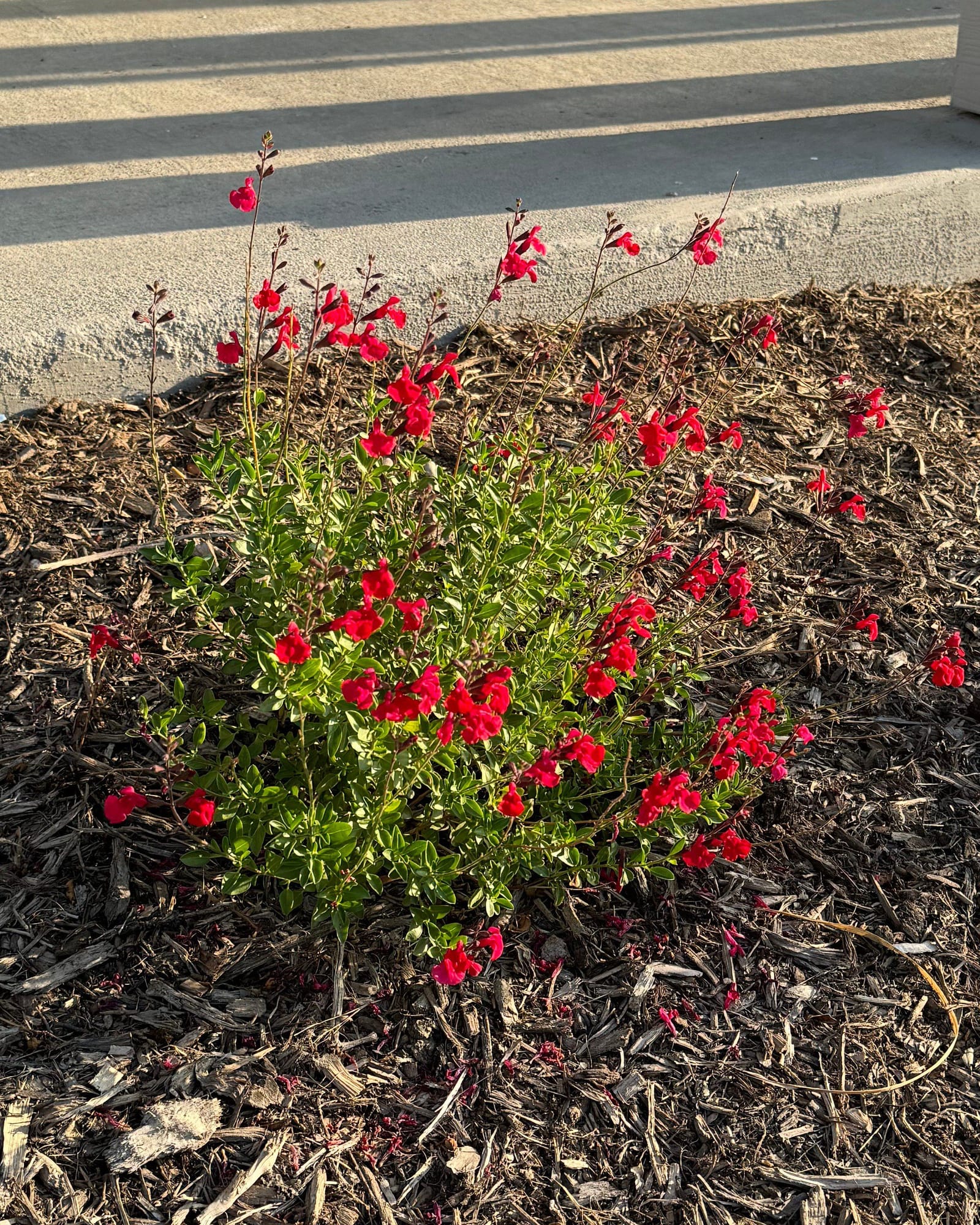 Mirage Cherry Red Salvia Greggii - view 5