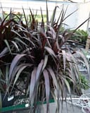First Knight Fountain Grass - Main Image