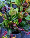 Mamey Croton - Main Image