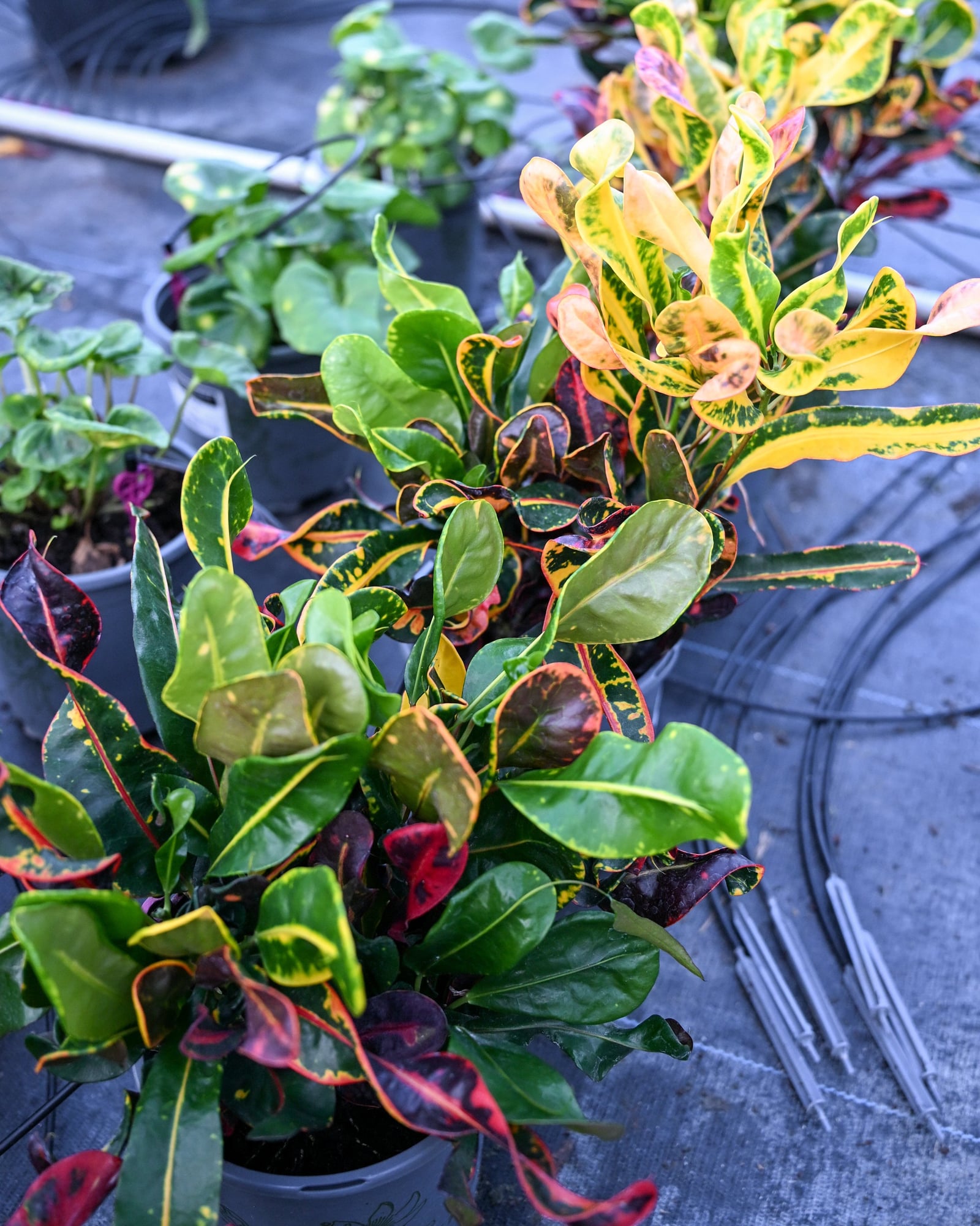 Mamey Croton - Image 2