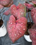 Heart to Heart Rain or Shine Caladium - Image 2