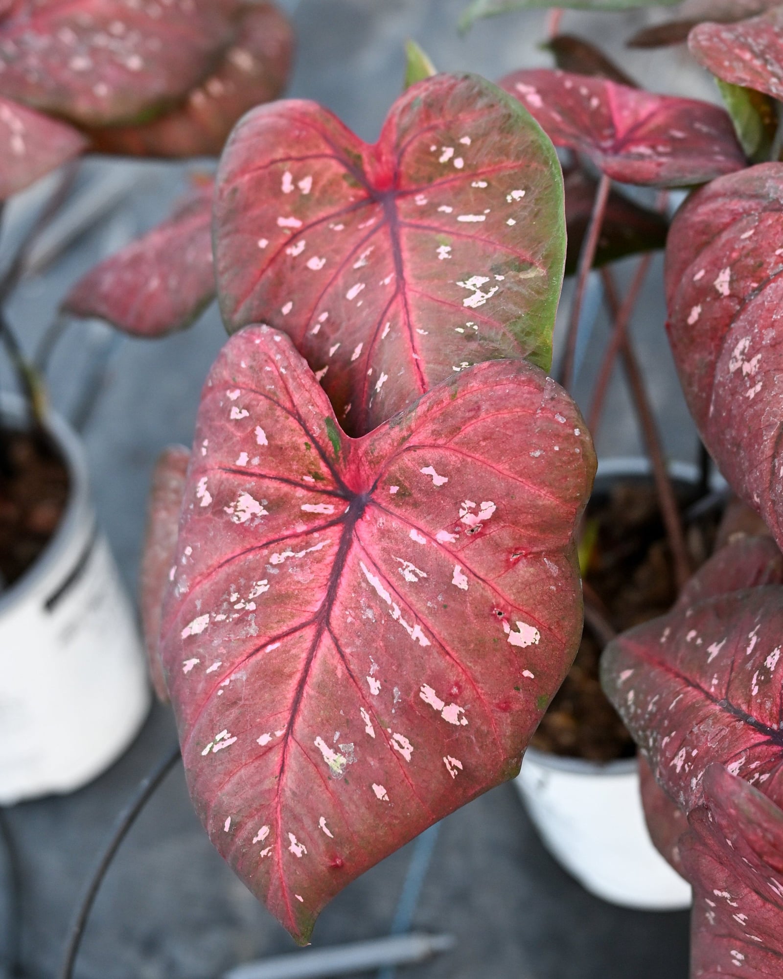 Heart to Heart Rain or Shine Caladium - Image 2