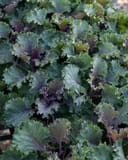 Nagoya Red Kale - Main Image