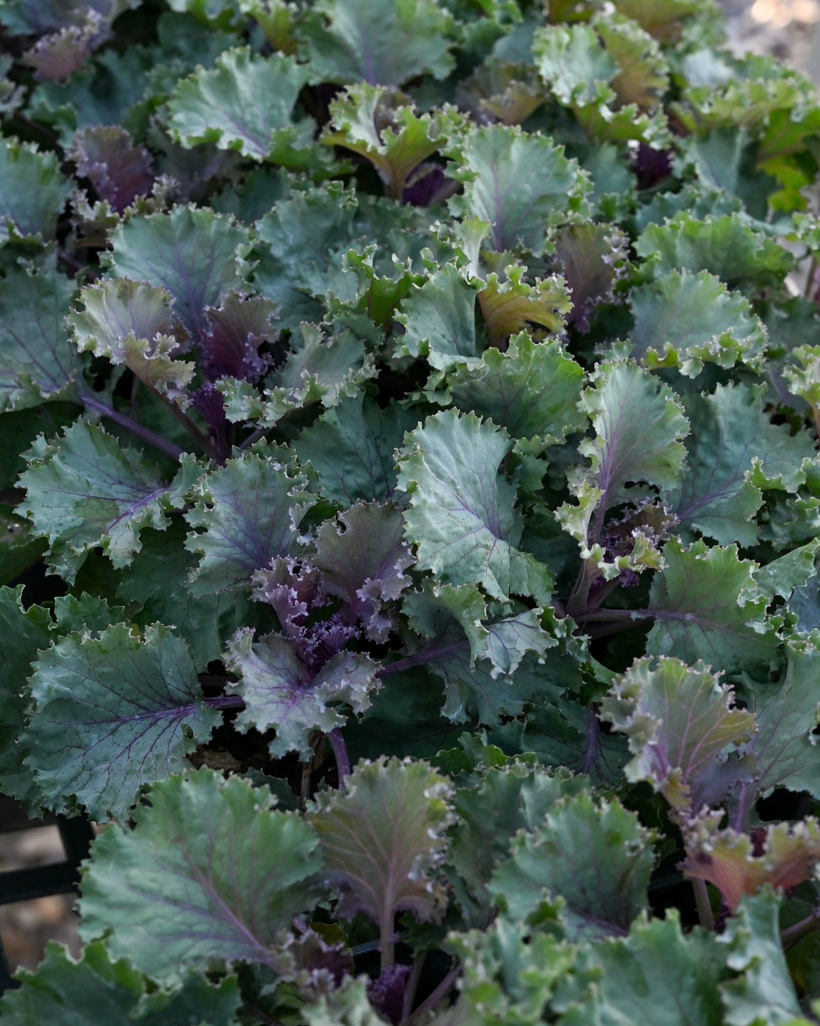 Nagoya Red Kale - Main Image