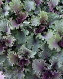 Nagoya Red Kale - Image 4