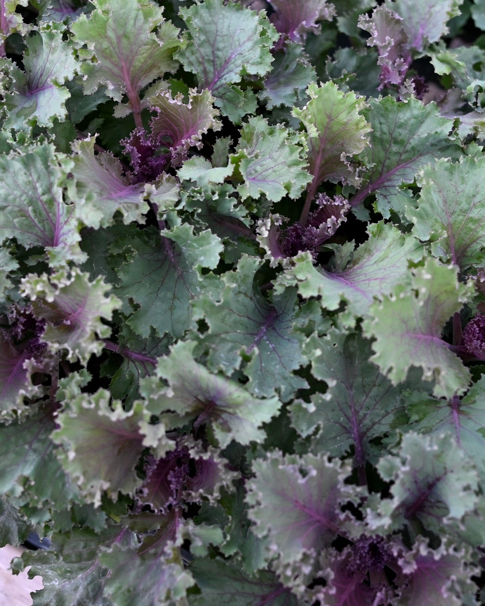 Nagoya Red Kale - view 5