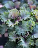 Nagoya Red Kale - Image 3