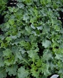 Bright and Early White Kale - Main Image