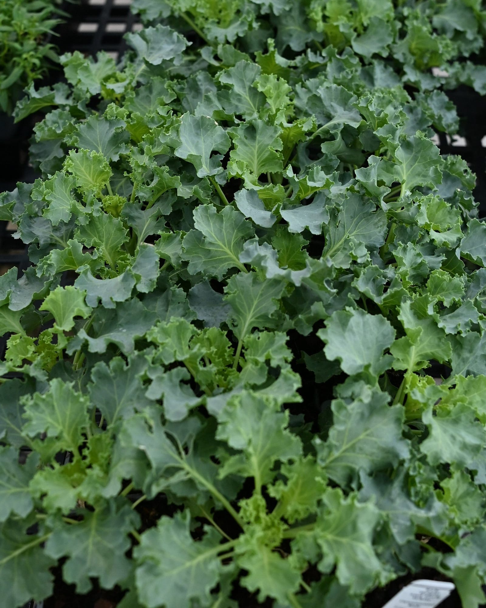 Bright and Early White Kale