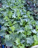 Bright and Early White Kale - Image 2