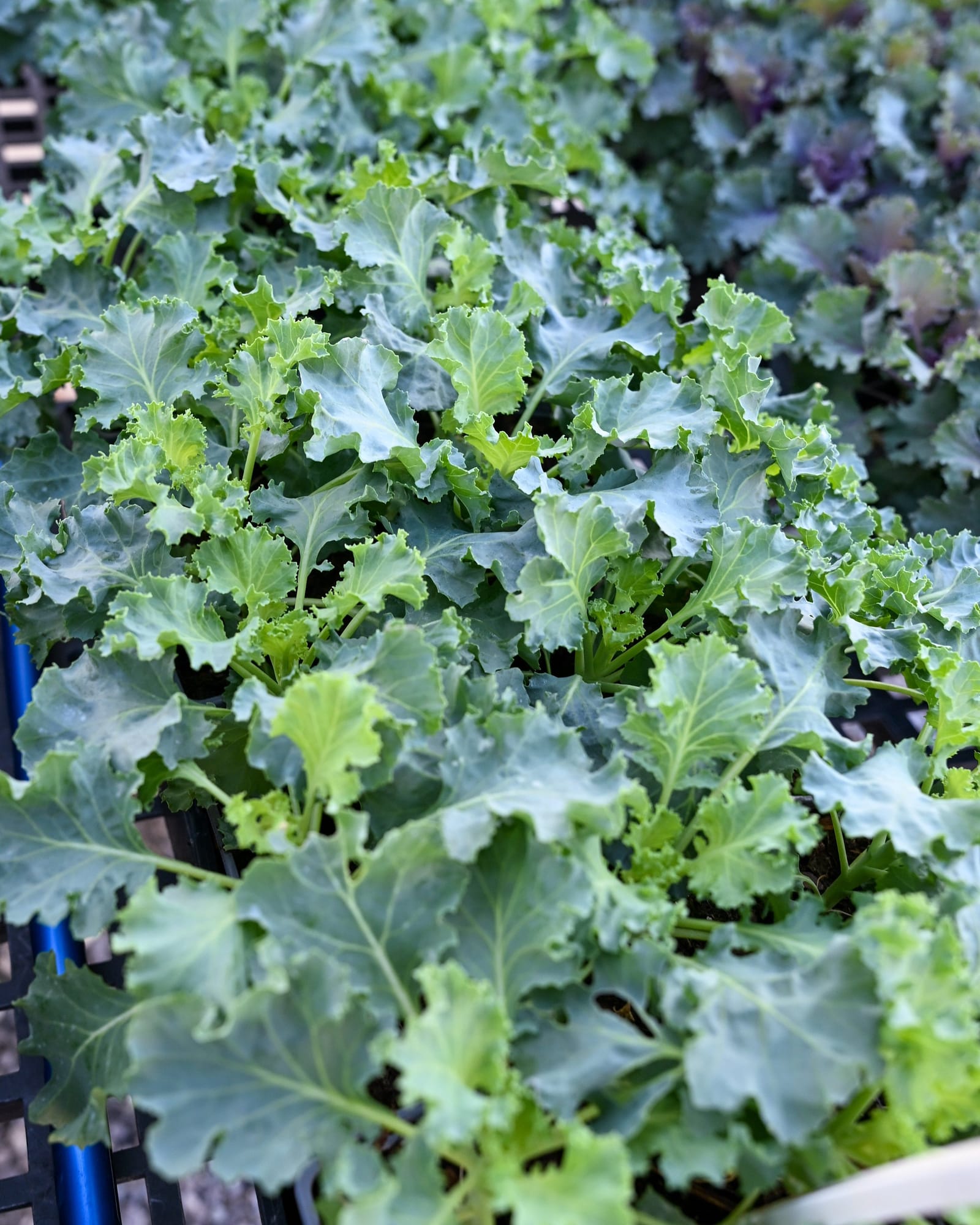 Bright and Early White Kale - view 4