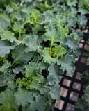 Bright and Early White Kale - Image 5