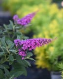 Chrysalis Purple Butterfly Bush - Main Image