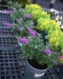 Chrysalis Purple Butterfly Bush - Image 2