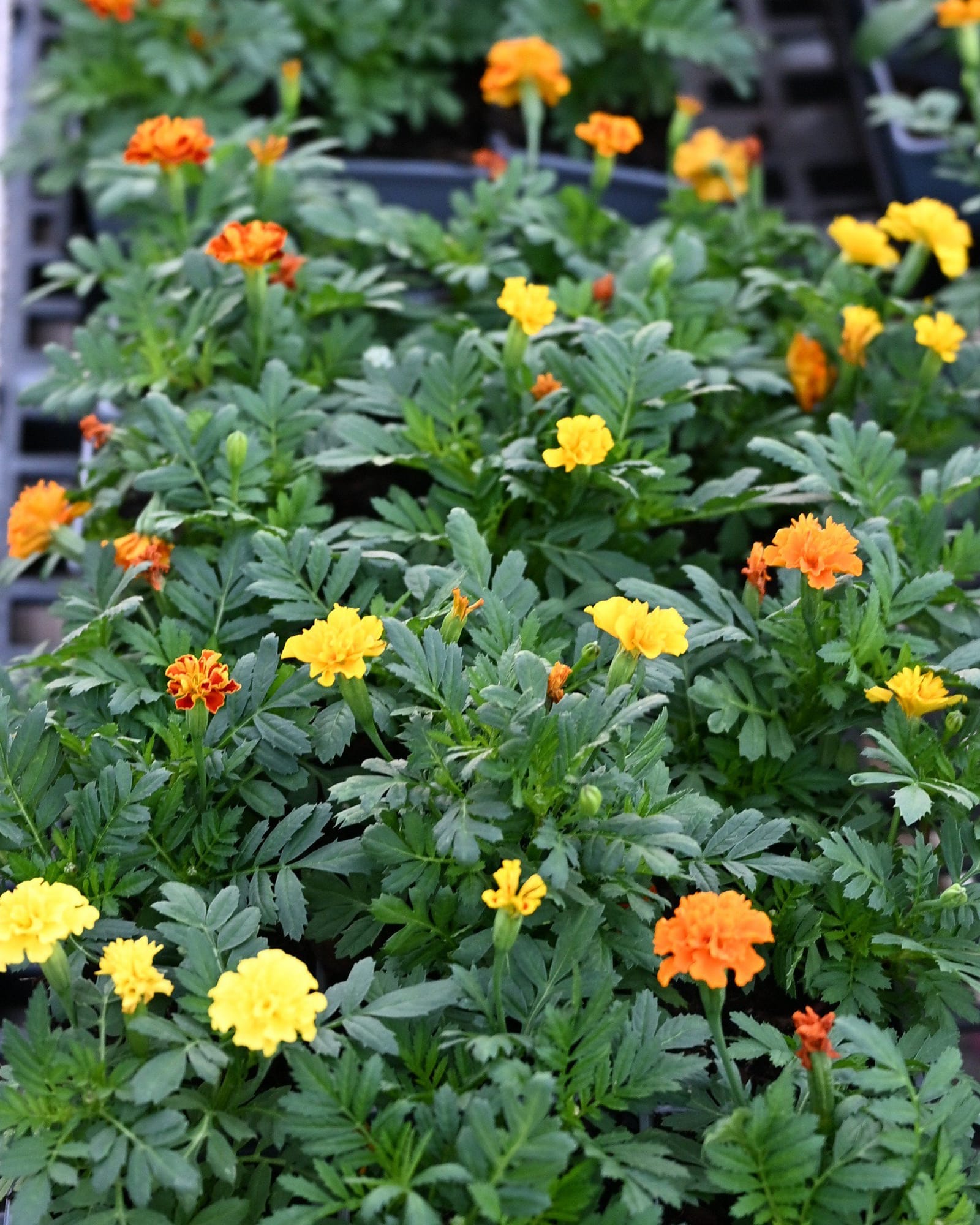 Hot Pak Mix French Marigold