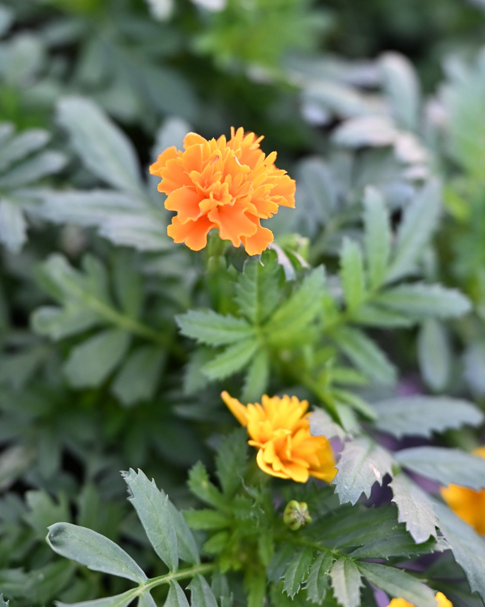 Hot Pak Mix French Marigold - view 5