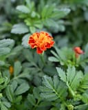 Hot Pak Mix French Marigold thumbnail 8