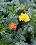 Hot Pak Mix French Marigold thumbnail 3