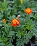 Hot Pak Mix French Marigold thumbnail 6