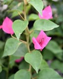 Barbara Karst Bougainvillea thumbnail 1
