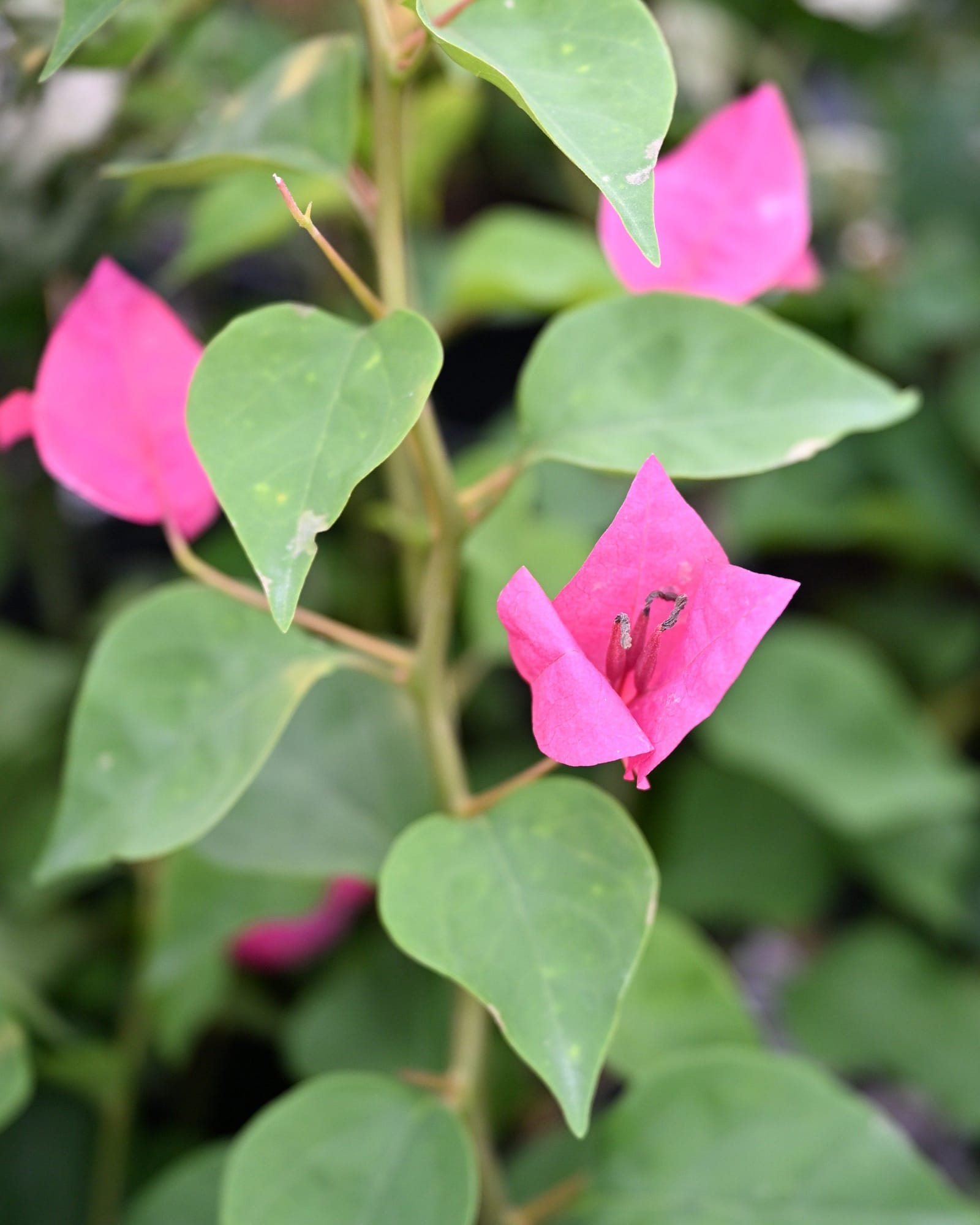 Barbara Karst Bougainvillea