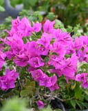 Royal Purple Bougainvillea thumbnail 1