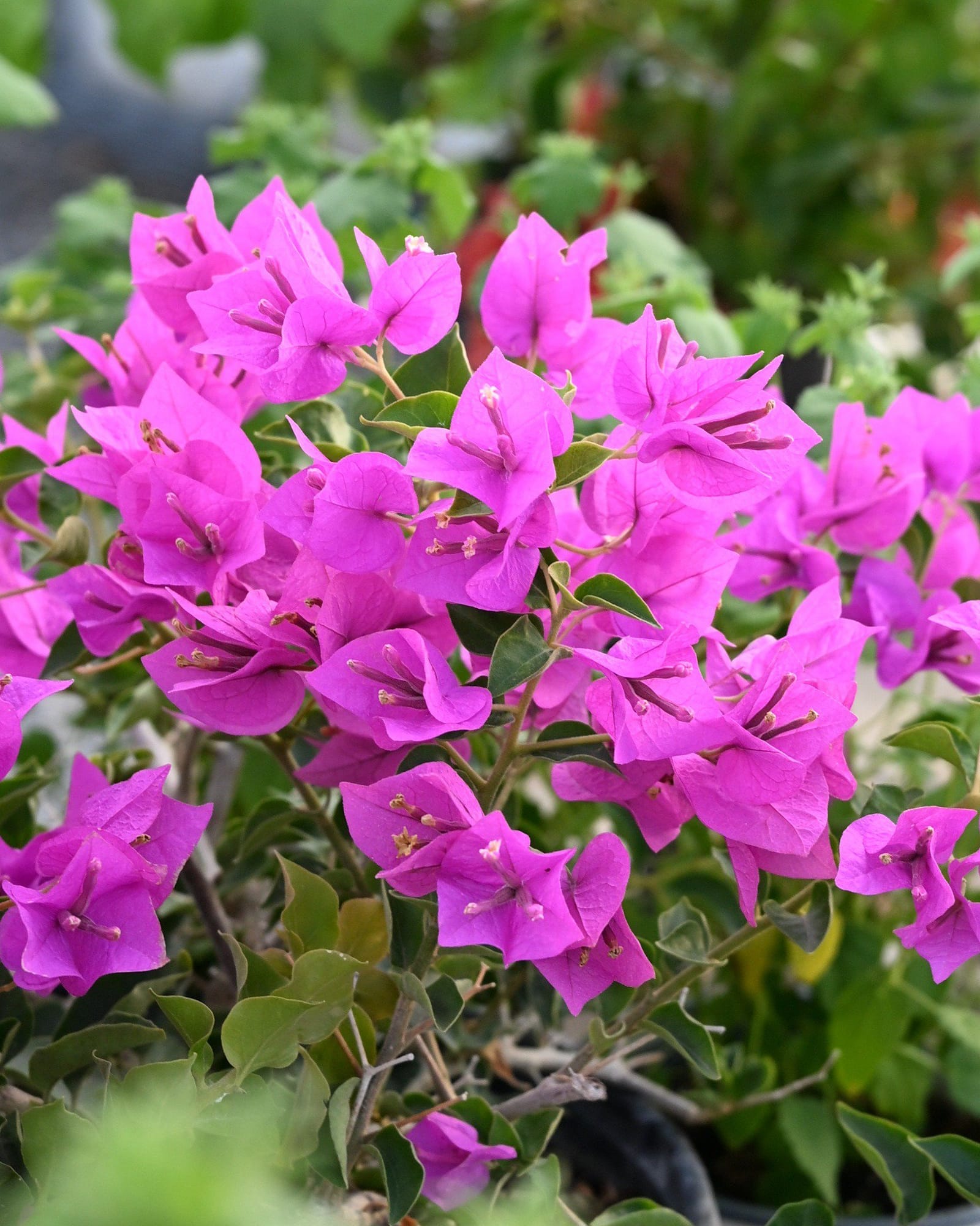 Royal Purple Bougainvillea