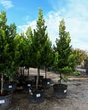 Compacta Cherry Laurel Tree Form - Main Image