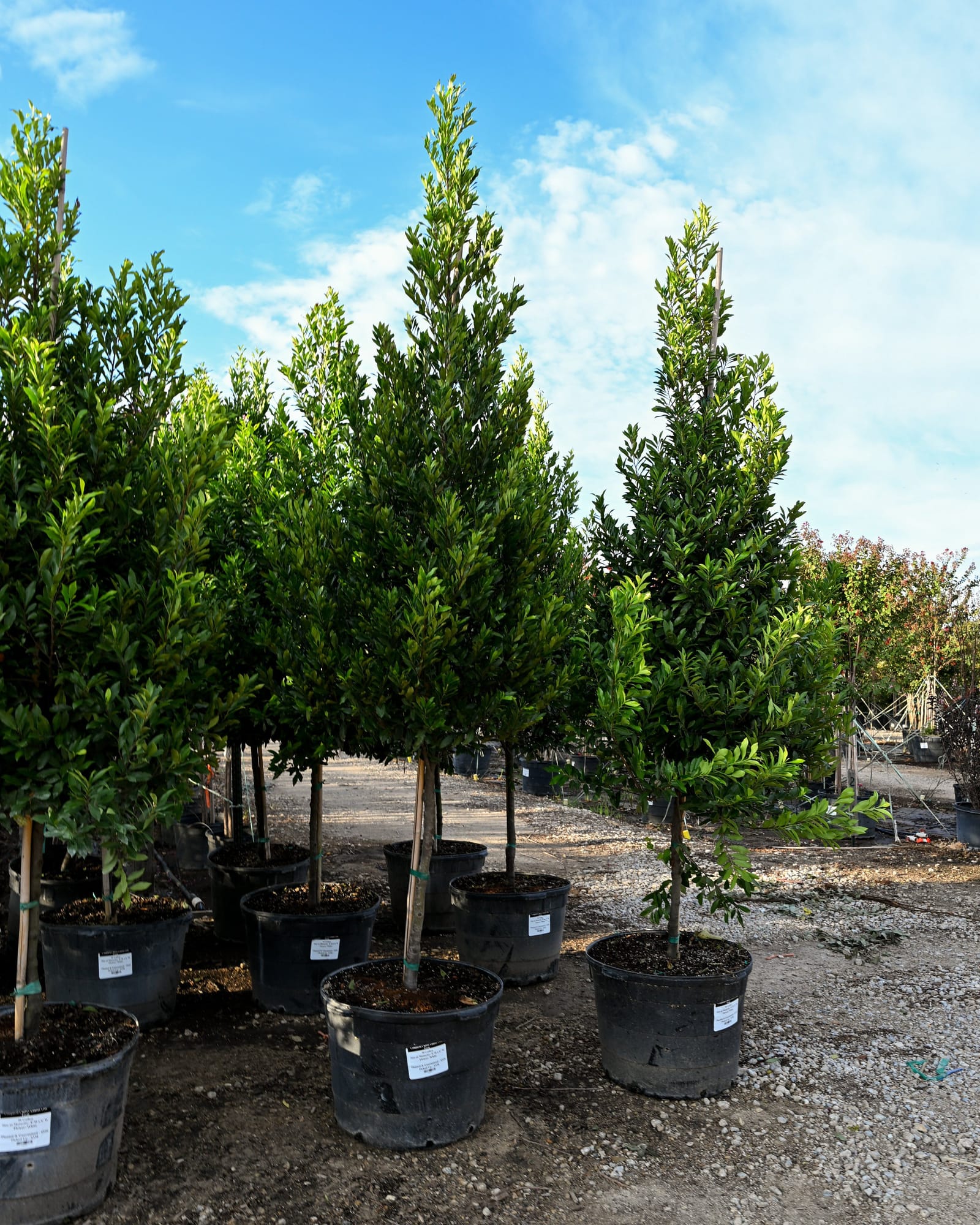 Compacta Cherry Laurel Tree Form - Main Image