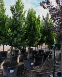 Compacta Cherry Laurel Tree Form - Image 4