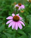 Purple Coneflower - Main Image