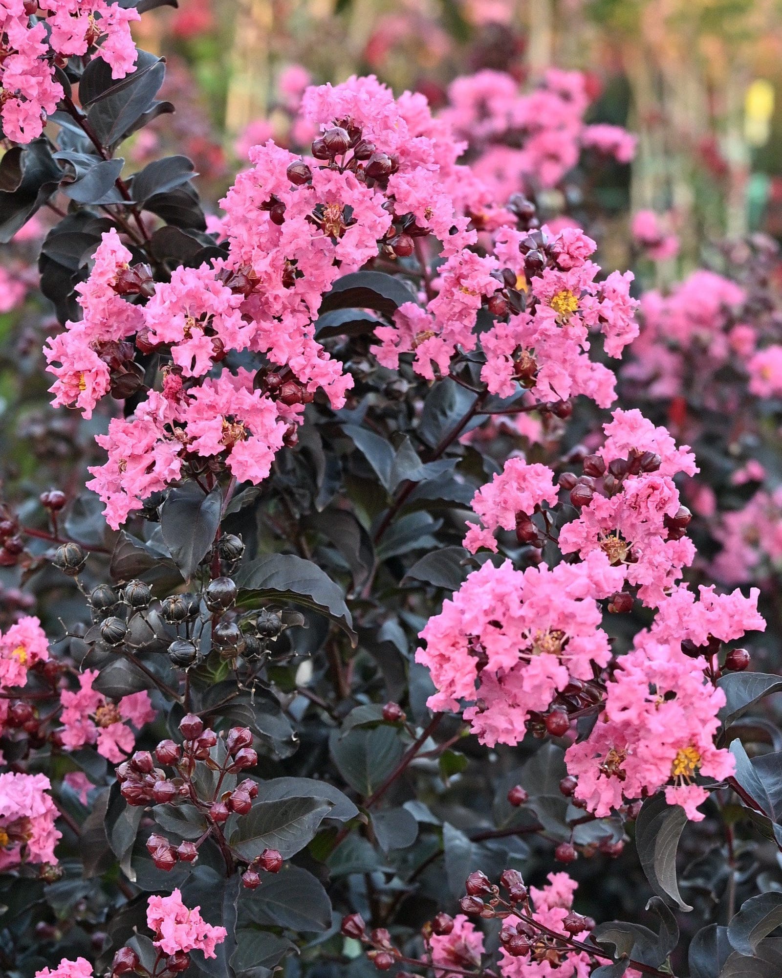 Black Diamond Shell Pink Crape Myrtle