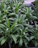 Sugar Rush Mix Wallflower - Image 4