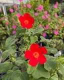 Heartleaf Rosemallow thumbnail 1