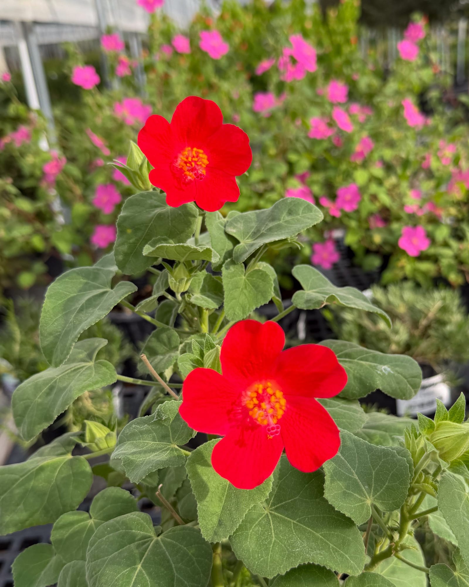 Heartleaf Rosemallow