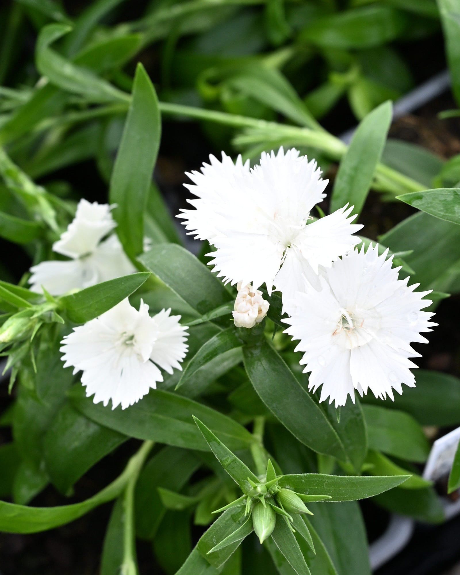 Floral Lace White Dianthus
