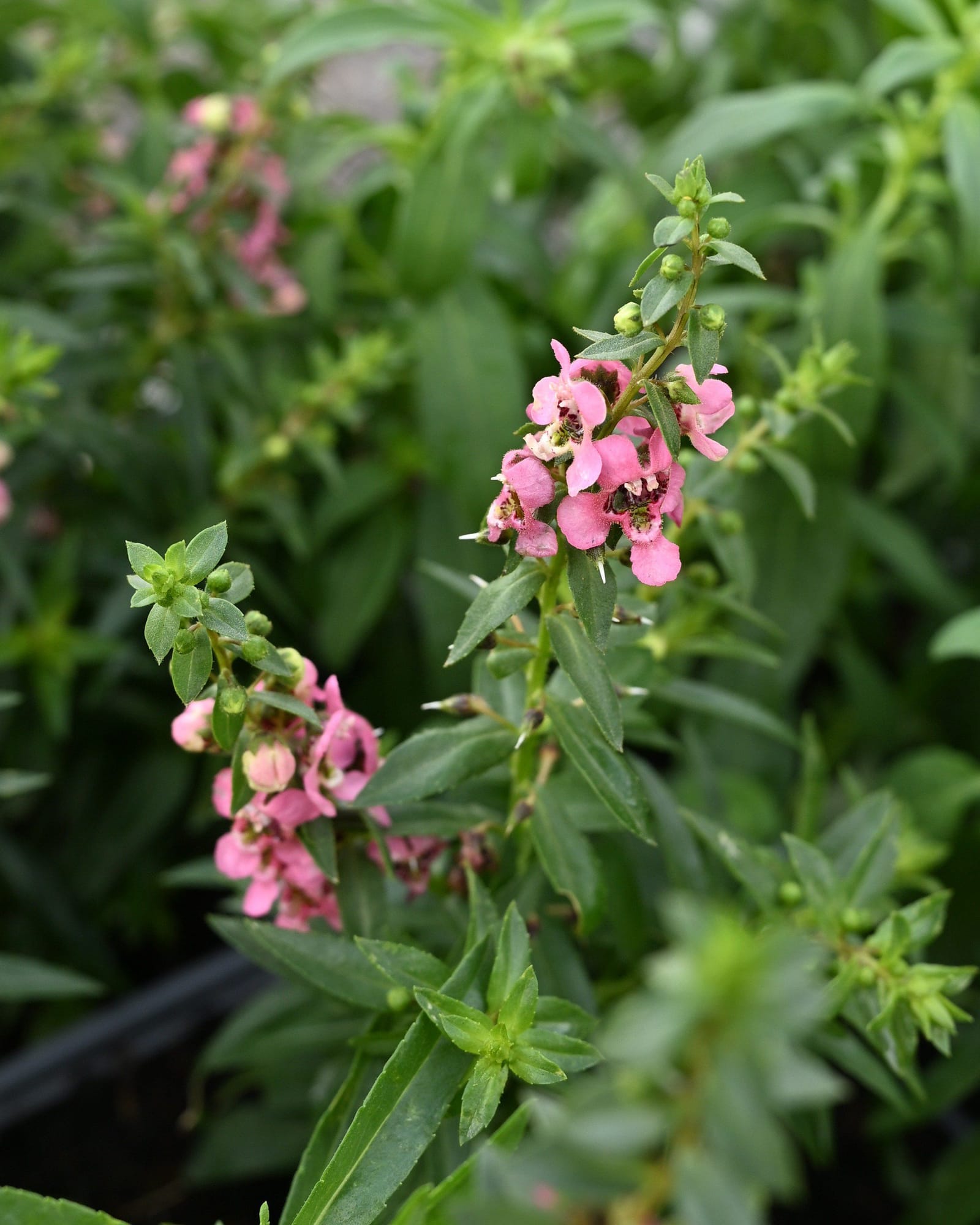 Serenita Cherry Red Angelonia