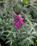 Chrysalis Cranberry Butterfly Bush - Main Image