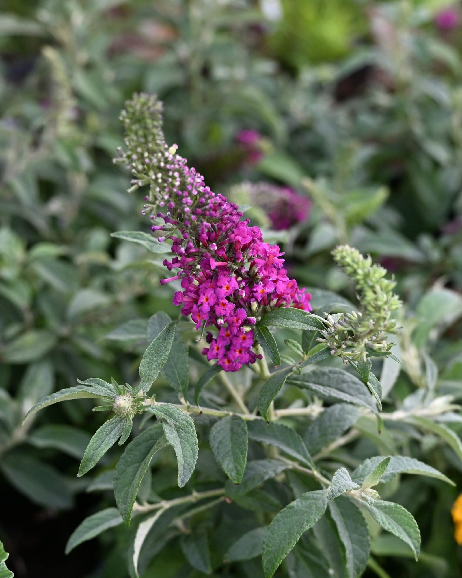Chrysalis Cranberry Butterfly Bush - Main Image