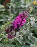 Chrysalis Cranberry Butterfly Bush - Image 2