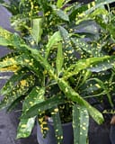 Sloppy Painter Croton - Main Image
