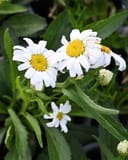 Lucille Grace Shasta Daisy - Main Image