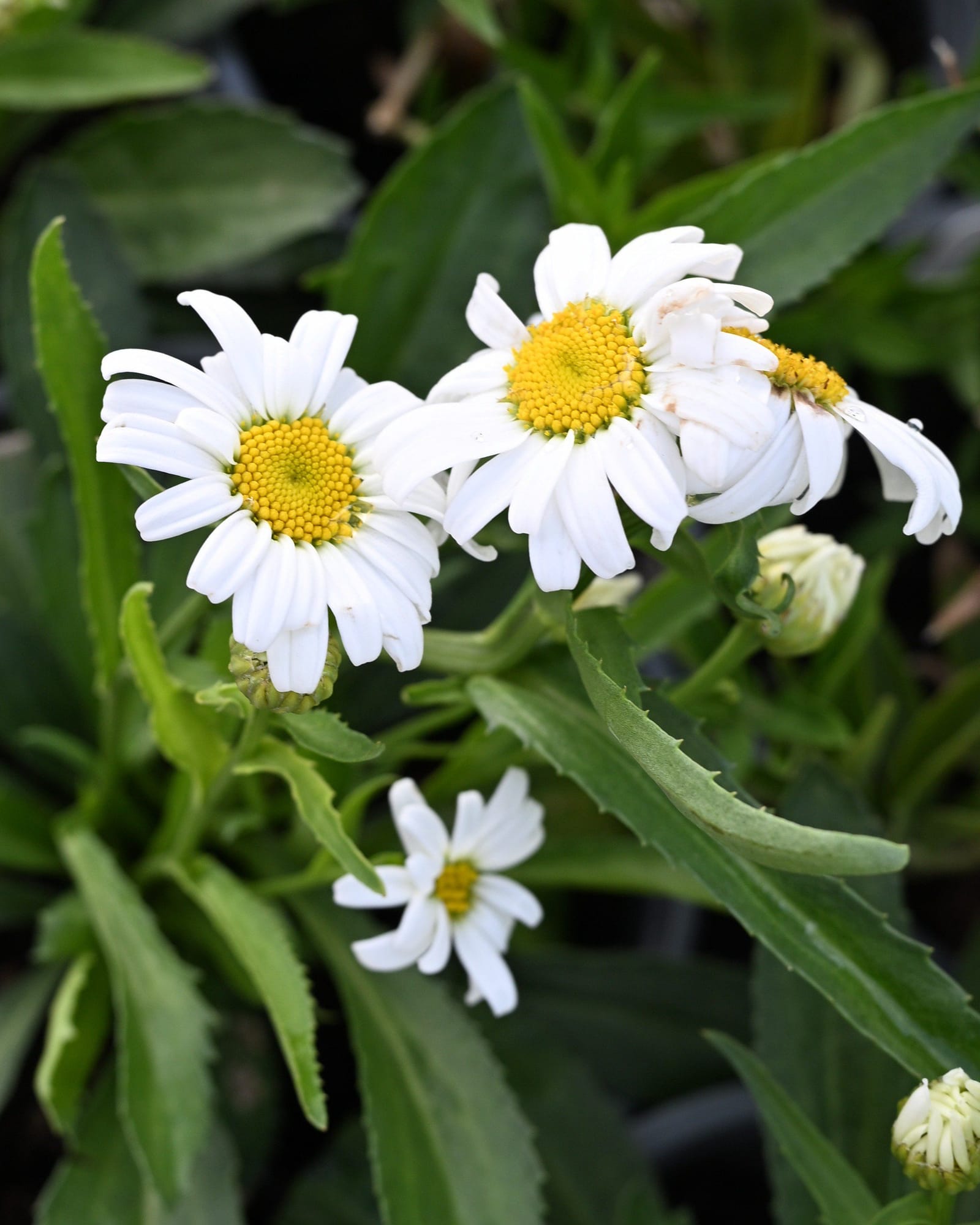 Lucille Grace Shasta Daisy - Main Image