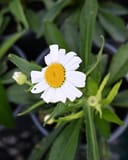 Lucille Grace Shasta Daisy - Image 2