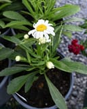 Lucille Grace Shasta Daisy - Image 3