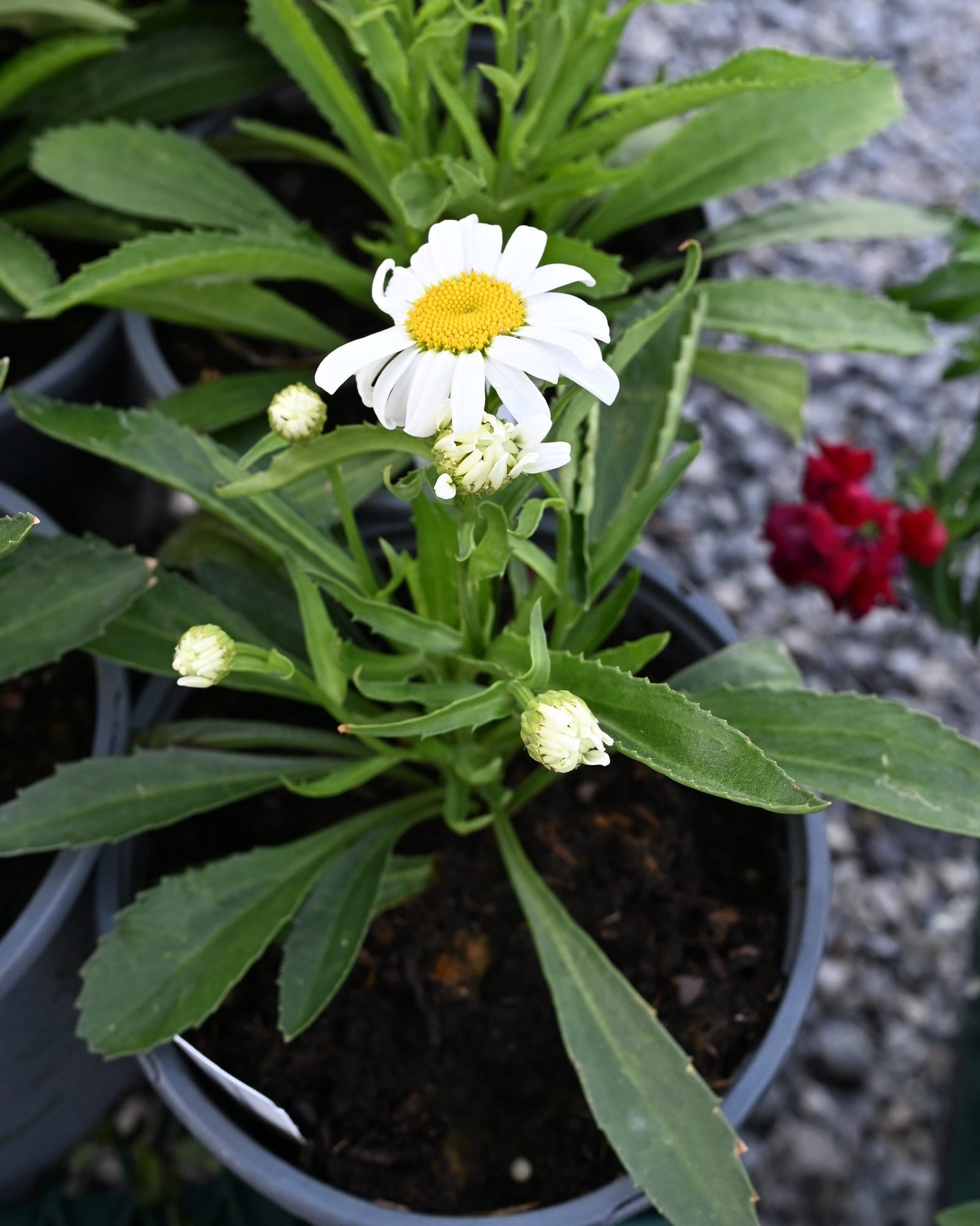 Lucille Grace Shasta Daisy - view 3