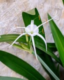 Super Star Spider Lily - Main Image