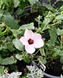 Brazilian Rock Rose Pavonia thumbnail 1