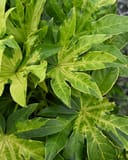 Camouflage Variegated Japanese Aralia - Image 3