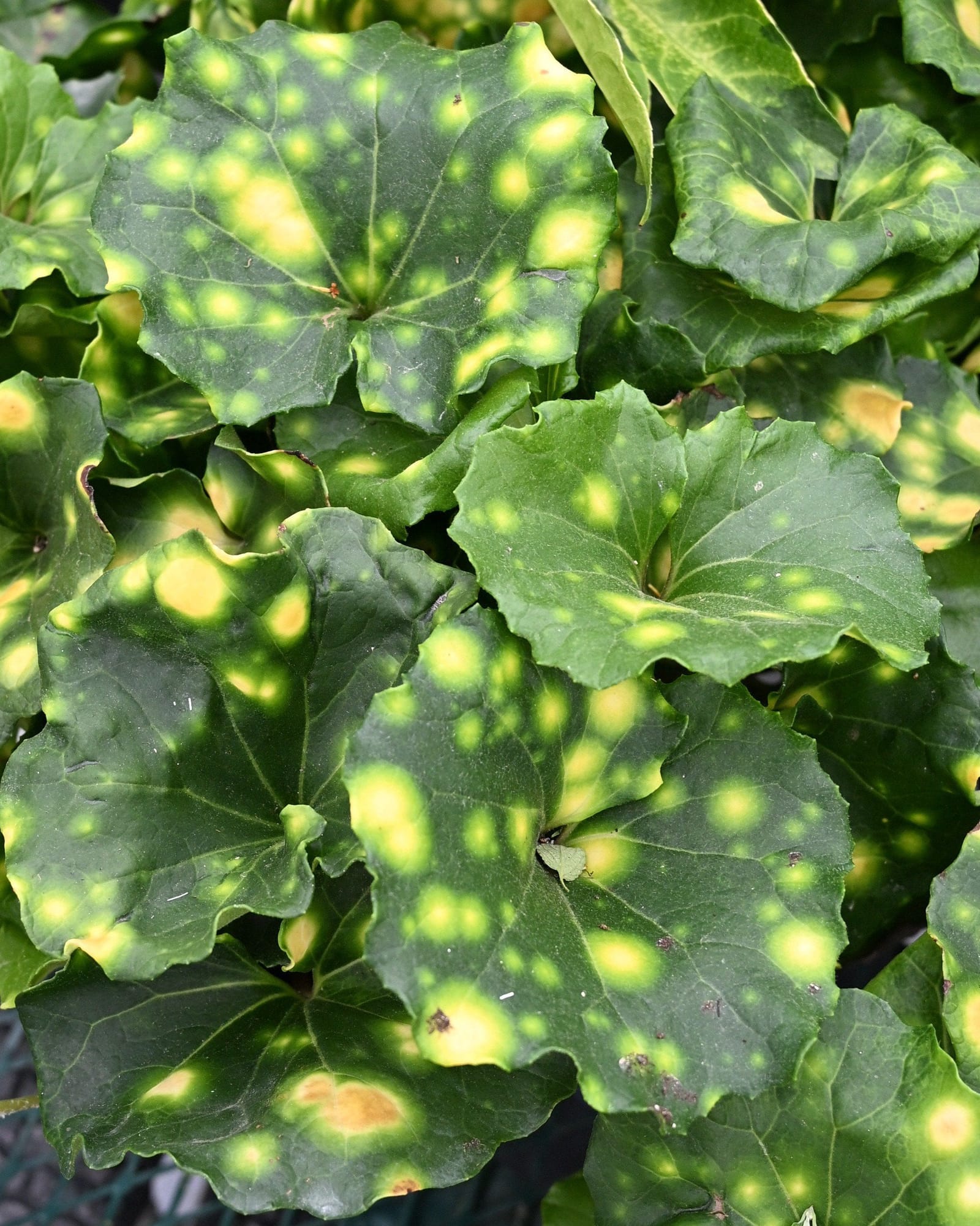 Firefly Leopard Plant - Main Image